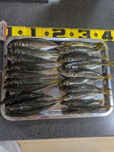 アジの釣果