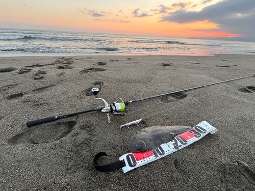 シタビラメの釣果