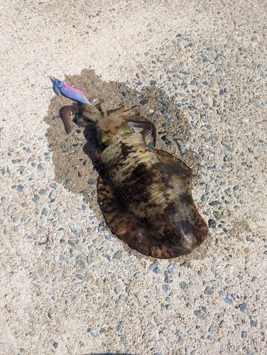 アオリイカの釣果