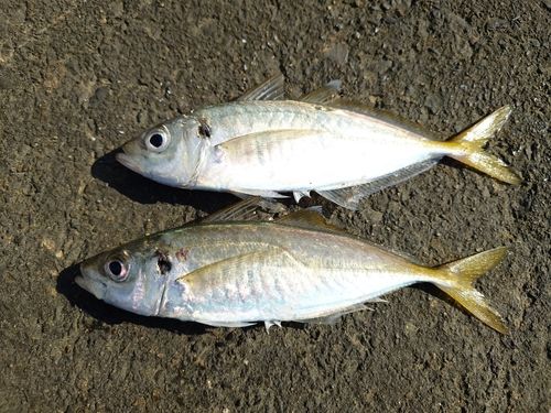 マアジの釣果