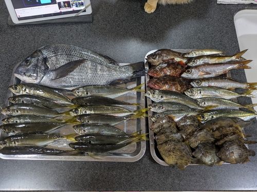 カワハギの釣果