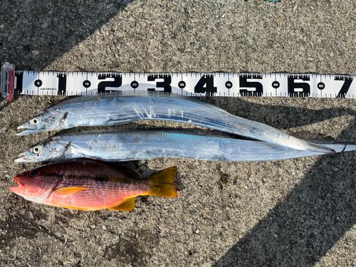 タチウオの釣果