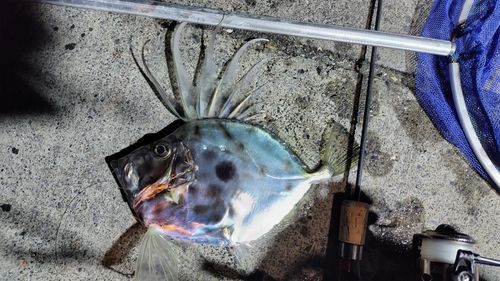 マトウダイの釣果