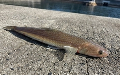 トカゲエソの釣果