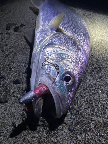 オオニベの釣果