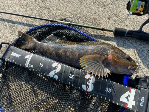 アイナメの釣果