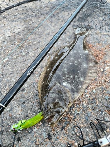 ヒラメの釣果
