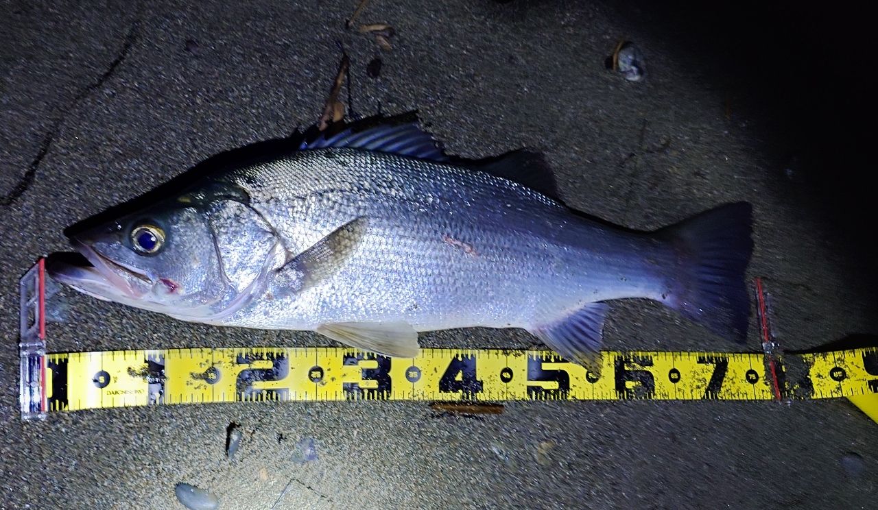 SHIMANO 20エクスセンスジェノス (ベイトキャスティングモデル) B108M