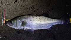 ヒラスズキの釣果