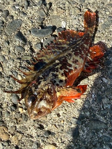 ハオコゼの釣果