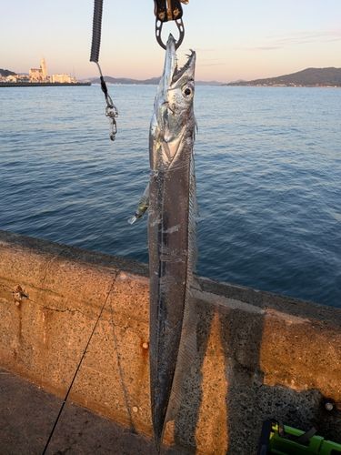 タチウオの釣果