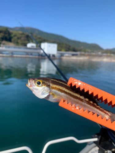 イサキの釣果