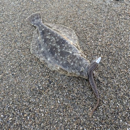 五十鈴川派川河口（江）