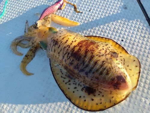アオリイカの釣果