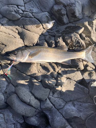 スズキの釣果