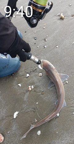 ホシザメの釣果