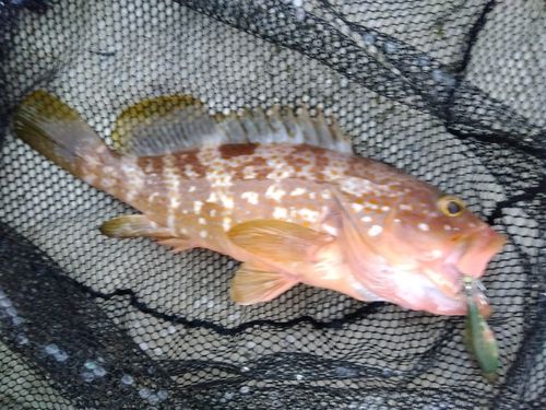 キジハタの釣果