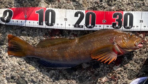 アイナメの釣果