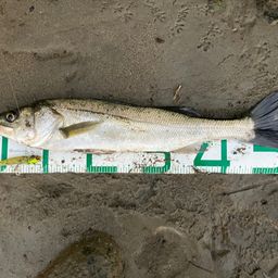 セイゴ（マルスズキ）