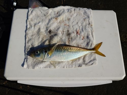 マアジの釣果