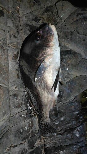 コショウダイの釣果