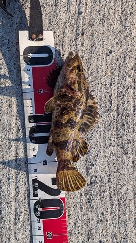 タケノコメバルの釣果