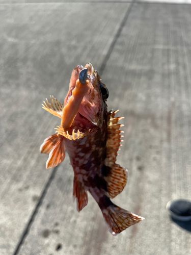 カサゴの釣果