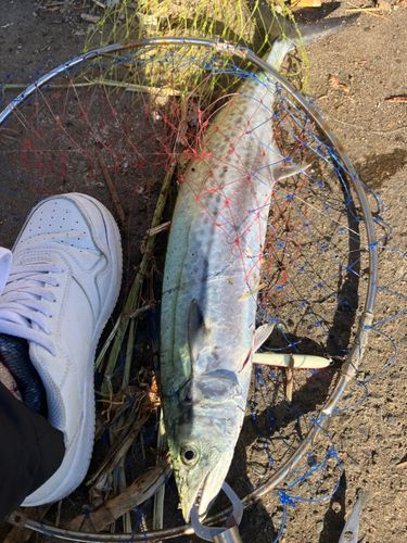 サゴシの釣果