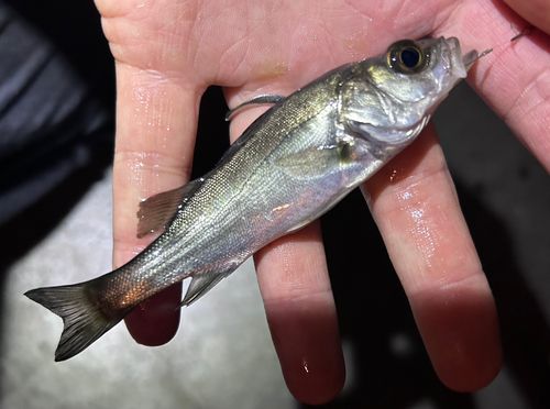 セイゴ（マルスズキ）の釣果