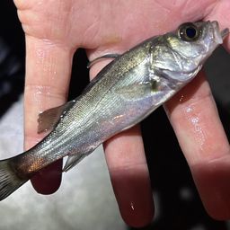 セイゴ（マルスズキ）