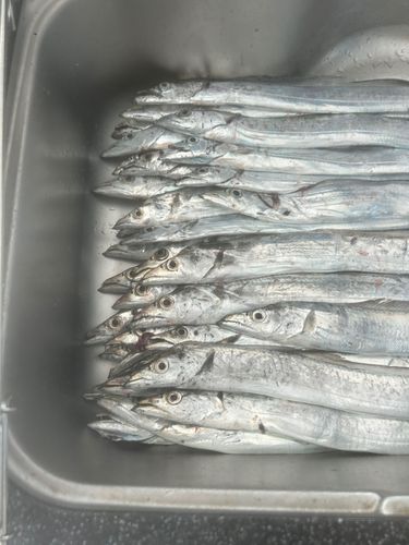タチウオの釣果