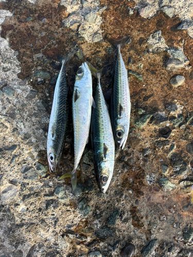 サバの釣果
