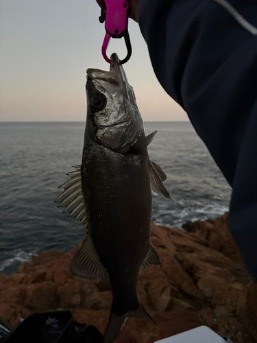 ヒラスズキの釣果