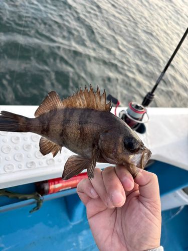 アカメバルの釣果