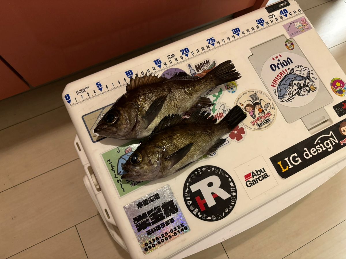 まなひなさんの釣果 2枚目の画像