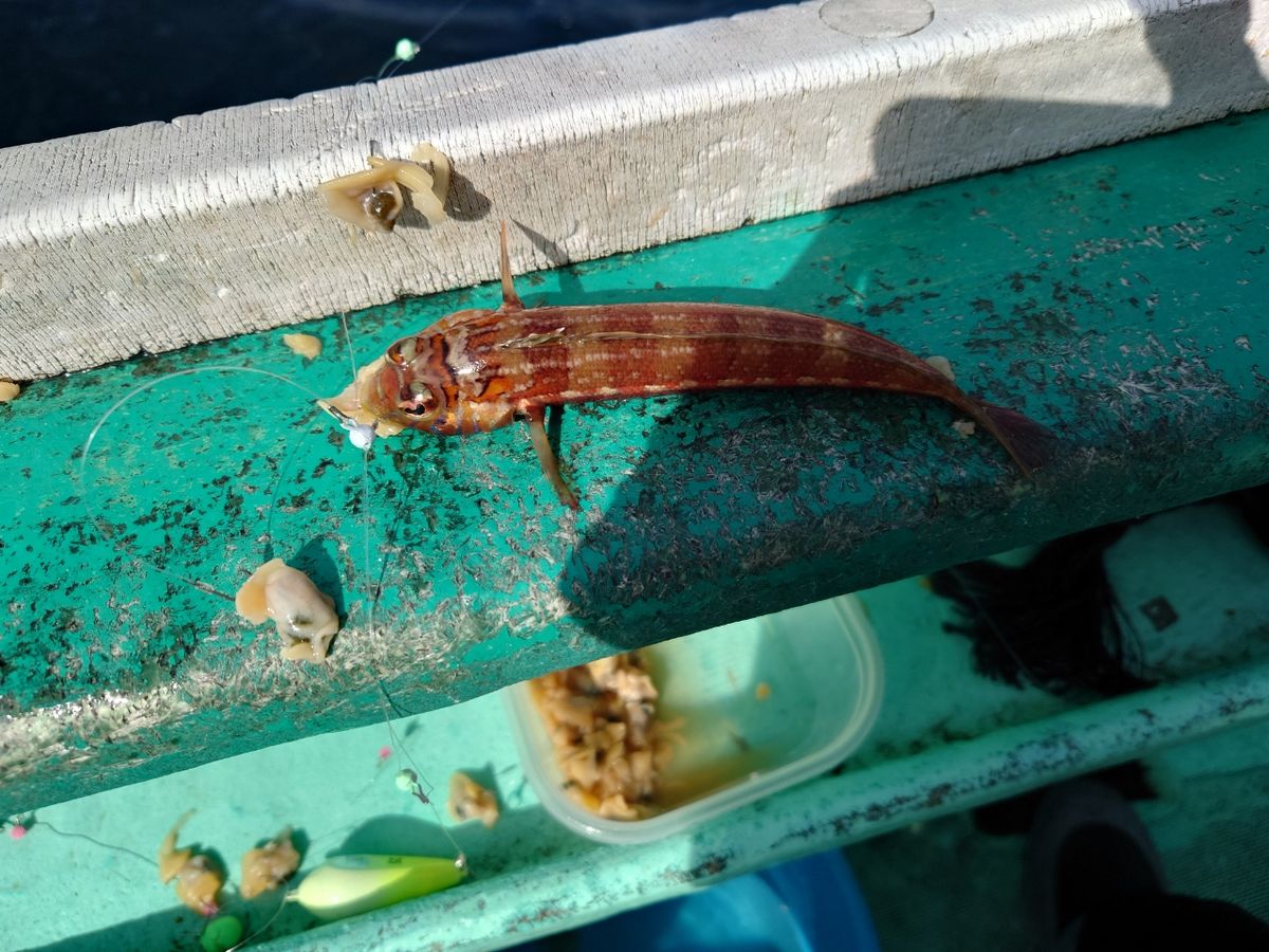 はくさい🎣🐟さんの釣果 1枚目の画像