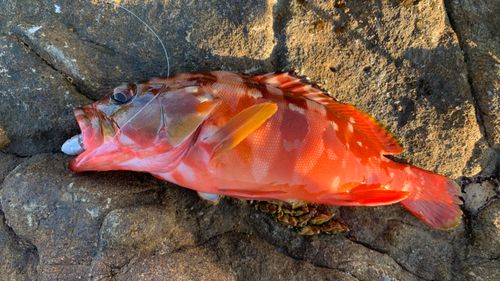 アカハタの釣果