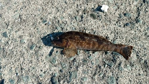 アイナメの釣果