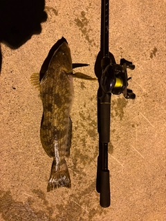 アイナメの釣果