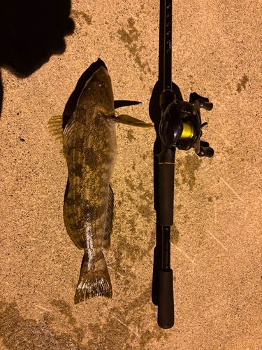 アイナメの釣果