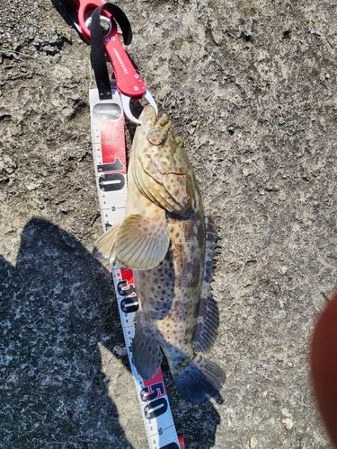 チャイロマルハタの釣果