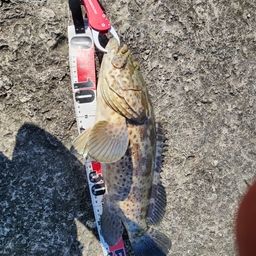 チャイロマルハタ