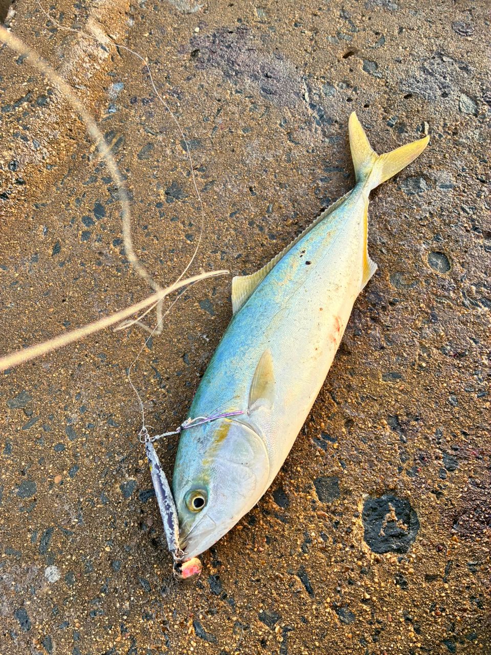 SHIMANO 20コルトスナイパー XR S96Mの最安値・インプレ・釣果 | 本音