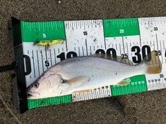 クログチの釣果