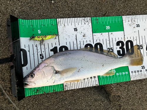 クログチの釣果