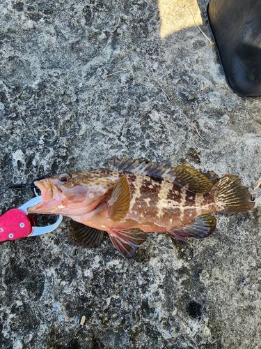 キジハタの釣果