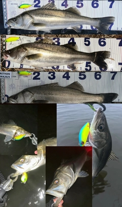 シーバスの釣果