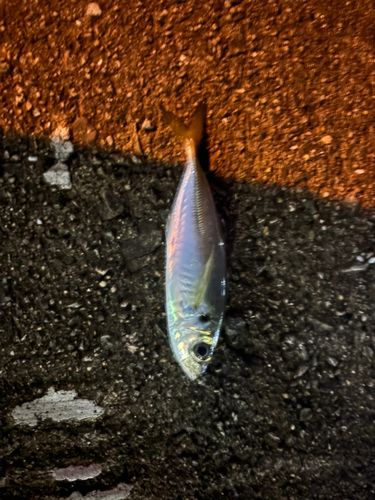 神戸空港親水護岸