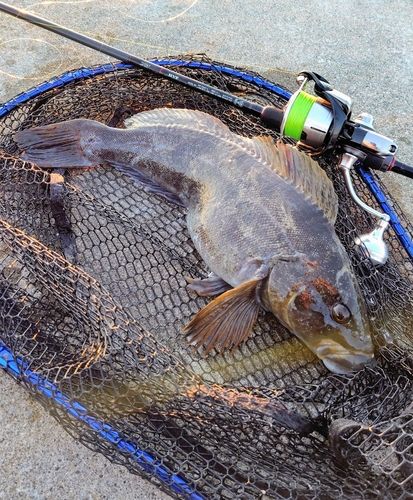 アイナメの釣果