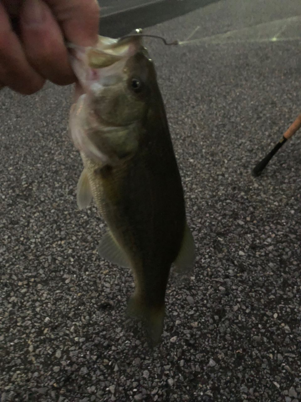 ラージマウスバス